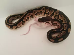 0,1 Black Pastel / 100 % het. Piebald