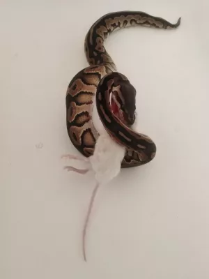 0,1 Black Pastel / 100 % het. Piebald