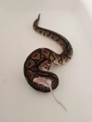 0,1 Black Pastel / 100 % het. Piebald