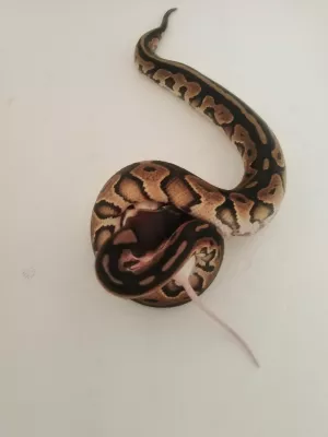 0,1 Black Pastel / 100 % het. Piebald