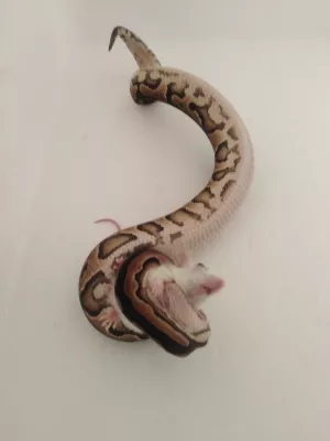 0,1 Black Pastel / 100 % het. Piebald