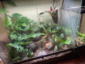 Phyllobates Terribilis