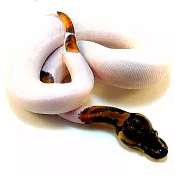 Prezentace