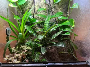 Phyllobates terribilis mint