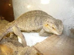samice při kladení vajec
