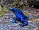 Pralesnička azurová  (Dendrobates tinctorius f. azureus)