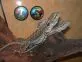 Agama vousatá  (Pogona vitticeps)