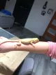 Agama vousatá  (Pogona vitticeps)