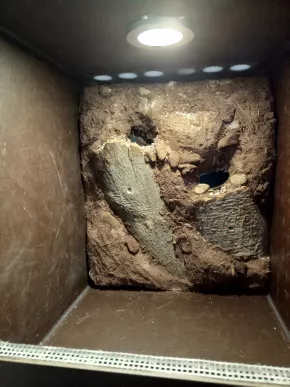 První terarium