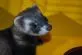 Fretka domácí  (Mustela putorius furo)