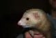 Fretka domácí  (Mustela putorius furo)