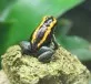 Pralesnička pruhovaná  (Phyllobates   vittatus)