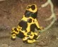 dendrobates leucomelas