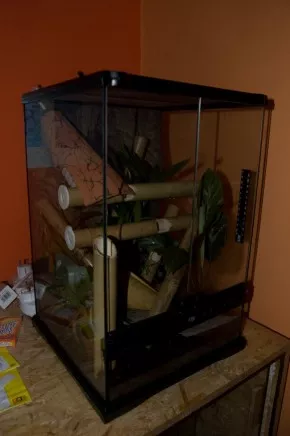 Phelsuma klemmeri v Jihlavě