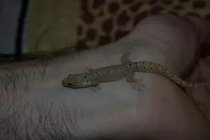 Lepidka