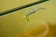 Phelsuma klemmeri