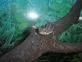 Agama vousatá  (Pogona vitticeps)