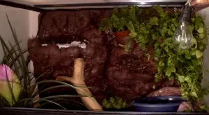 omluvte bílou terásku, došel nám hnědý silikon:)