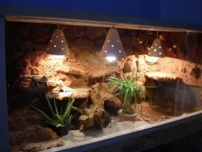 Pogona Vitticeps