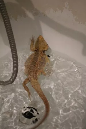 nakonec jsem si dobře zaplaval!