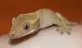 Pagekon řasnatý (Rhacodactylus ciliatus)