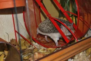 Maggie a její milovaná rotační latrína..