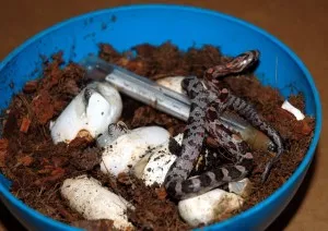 Lihnuti