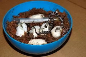 Lihnuti