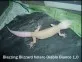 Blazzing Blizzard hetero Diablo Blanco