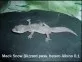Mack Snow Blizzard poss. hetero Albino