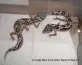 Jungle Mack Snow hetero Raptor/Eclipse