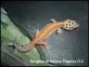 Tangerine hetero Raptor