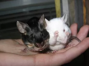 Edmond & Pačuli