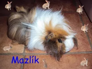 Mazlík:-)