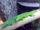 Phelsuma madagascariensis