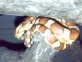 Užovka červená  (Pantherophis guttatus)