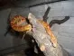 Užovka červená  (Pantherophis guttatus)