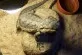 Agama vousatá  (Pogona vitticeps)
