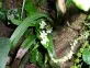 oncidium weis