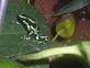 dendrobates auratus green