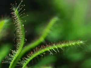 detail drosery
