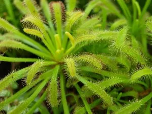 drosera