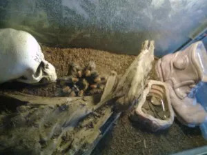 Přidal jsem do terária další dvě dekorace aby měla Bettynka po čem líst