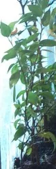 Ficus Benjamina 