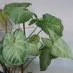 Syngonium Podophyllium 