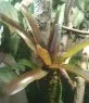 Guzmania Lingulata + mech