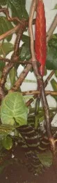 Bromélie
