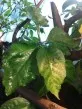 Hibiscus Rosa sinensis - Ibišek Čínský