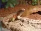 Leiocephalus carinatus