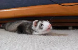 -